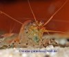 Tiger Garnele Natur B.JPG