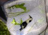panda2.jpg