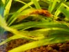 Ancistrussp.-4.JPG