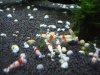 DSC08810.JPG