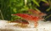 triops_rf.jpg