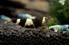DSC07951.JPG