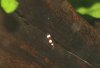 bees nz8.jpg