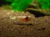 DSC06006-2.jpg