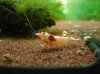 DSC06018-2.jpg