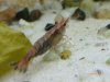 aquarium mai 12 033.jpg