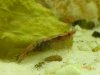 aquarium mai 12 032.jpg