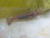 aquarium mai 12 030.jpg