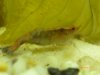 aquarium mai 12 029.jpg