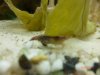 aquarium mai 12 027.jpg
