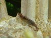 aquarium mai 12 034.jpg