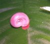 phsrosa3.jpg