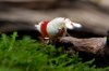 DSC08303.JPG