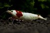 DSC08478.JPG