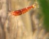 IMG_2571_cr.jpg