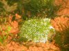 riccia2.jpg