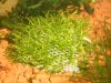 riccia3.jpg