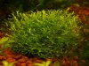 riccia4.jpg