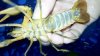 Cherax1.jpg
