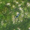 Panda mischling.jpg