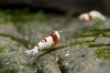 DSC08706.JPG