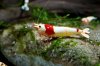 DSC08780.JPG