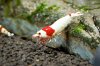 DSC08779.JPG