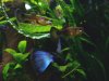 Guppy Moskau Blau 1.jpg
