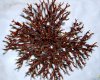 Garnelenbaum-2.jpg