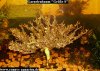 Garnelenbaum-9a.jpg