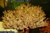 Garnelenbaum-8a.jpg