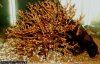 Garnelenbaum-10a.jpg