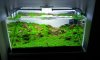 Aquarium2.jpg