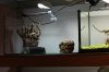 Aquarienregal16.jpg