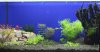 AquarienregalBecken1.jpg