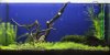 AquarienregalBecken2.jpg