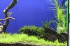 AquarienregalBecken6.jpg