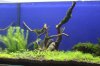 AquarienregalBecken7.jpg