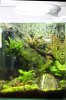 AquarienregalBecken8.jpg