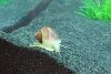 schnecke01f.jpg