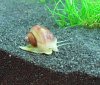 schnecke02f.jpg