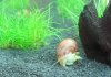 schnecke03f.jpg