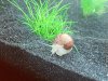 schnecke04f.jpg