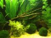Aquarium 2,3.JPG