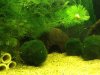 Aquarium 2,2.JPG