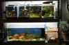 Aquarienregal6.jpg