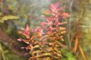 Rotala Mini.jpg