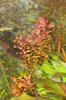 Rotala Mini2.jpg