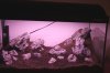 IMG_7036a.jpeg