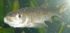 gefütterter fisch.JPG
